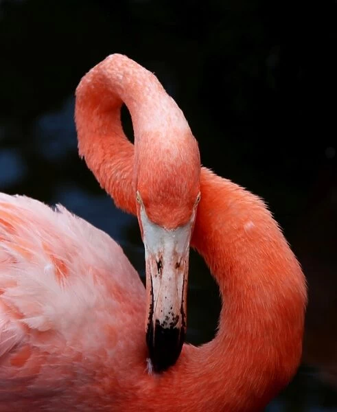 Close-up of a preening pink Flamingo showing its flexible long neck make a figure 8