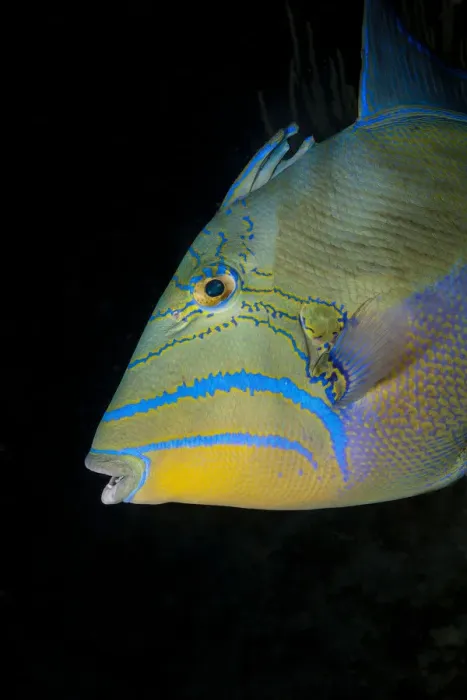 Framed Print : Close-up, Queen triggerfish Framed Print : Close-up, Queen triggerfish