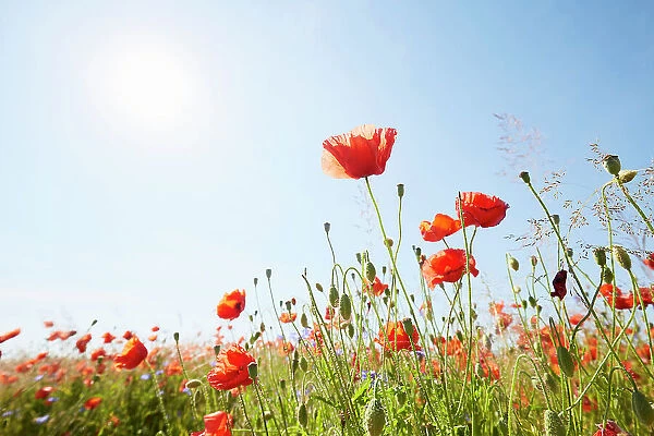 Close-Up of red poppies on meadow against sunlight and blue sky