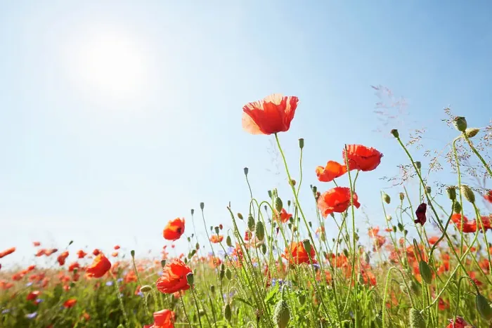 Framed Print : Close-Up of red poppies on meadow against sunlight and blue sky Framed Print : Close-Up of red poppies on meadow against sunlight and blue sky