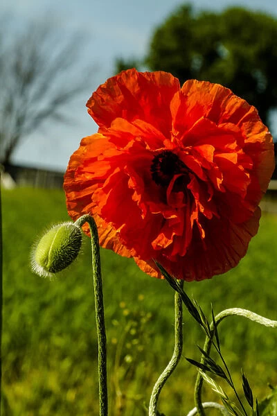 Close-up of red poppy, Lancaster County, Pennsylvania, USA