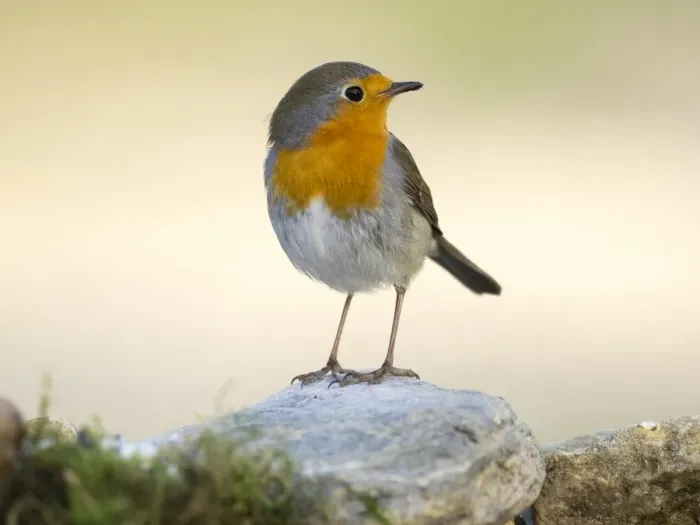 Framed Print : Close-Up Of Robin (Erithacus rubecula), standing on a stone. Spain, Europe Framed Print : Close-Up Of Robin (Erithacus rubecula), standing on a stone. Spain, Europe