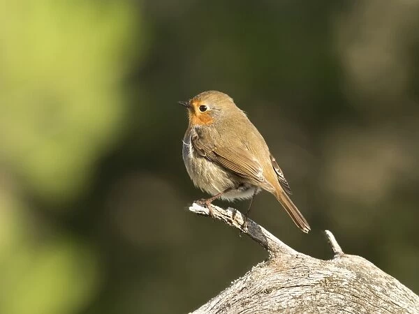 Close-Up Of Robin (Erithacus rubecula), standing on a branch of tree. Spain, Europe