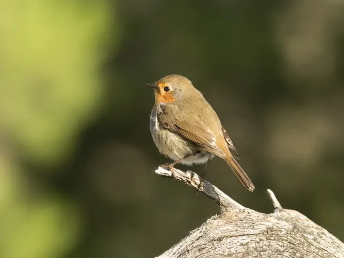 Framed Print : Close-Up Of Robin (Erithacus rubecula), standing on a branch of tree. Spain, Europe Framed Print : Close-Up Of Robin (Erithacus rubecula), standing on a branch of tree. Spain, Europe