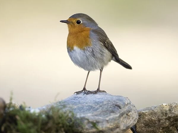 Close-Up Of Robin (Erithacus rubecula), standing on a stone. Spain, Europe