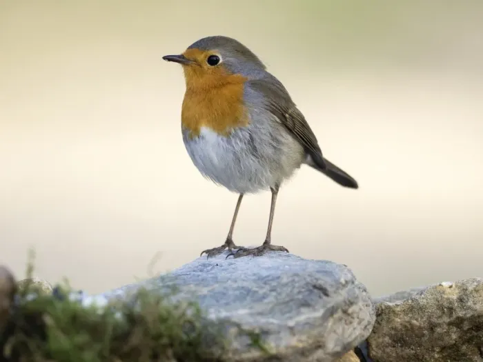 Framed Print : Close-Up Of Robin (Erithacus rubecula), standing on a stone. Spain, Europe Framed Print : Close-Up Of Robin (Erithacus rubecula), standing on a stone. Spain, Europe