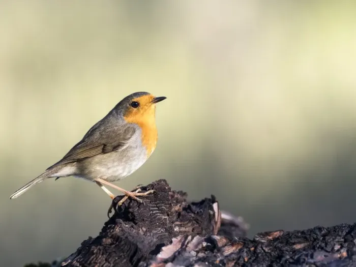 Framed Print : Close-Up Of Robin (Erithacus rubecula), standing on a branch of tree. Spain, Europe Framed Print : Close-Up Of Robin (Erithacus rubecula), standing on a branch of tree. Spain, Europe