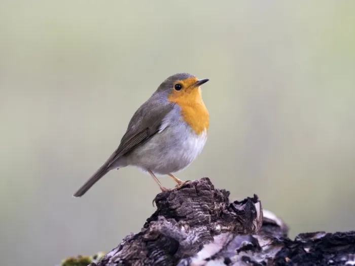Framed Print : Close-Up Of Robin (Erithacus rubecula), standing on a branch of tree. Spain, Europe Framed Print : Close-Up Of Robin (Erithacus rubecula), standing on a branch of tree. Spain, Europe