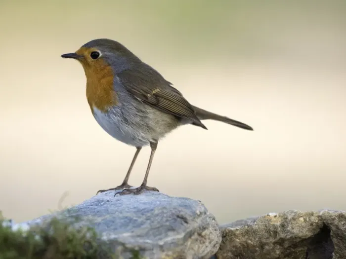 Framed Print : Close-Up Of Robin (Erithacus rubecula), standing on a stone. Spain, Europe Framed Print : Close-Up Of Robin (Erithacus rubecula), standing on a stone. Spain, Europe