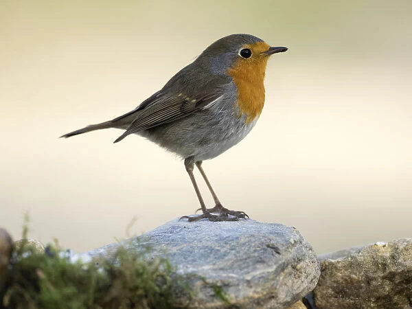 Close-Up Of Robin (Erithacus rubecula), standing on a rock. Spain, Europe