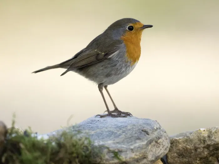 Framed Print : Close-Up Of Robin (Erithacus rubecula), standing on a rock. Spain, Europe Framed Print : Close-Up Of Robin (Erithacus rubecula), standing on a rock. Spain, Europe