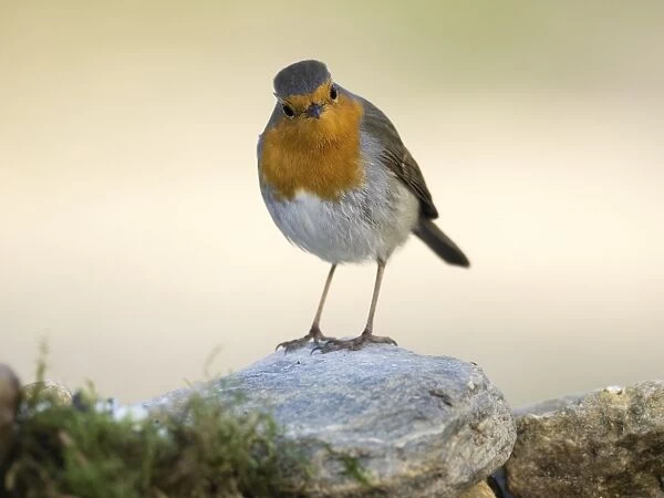 Close-Up Of Robin (Erithacus rubecula), standing on stone. Spain, Europe