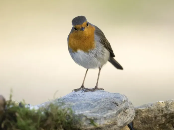 Framed Print : Close-Up Of Robin (Erithacus rubecula), standing on stone. Spain, Europe