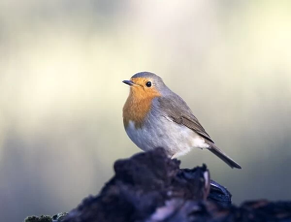 Close-Up Of Robin (Erithacus rubecula), standing on a branch of tree. Spain, Europe