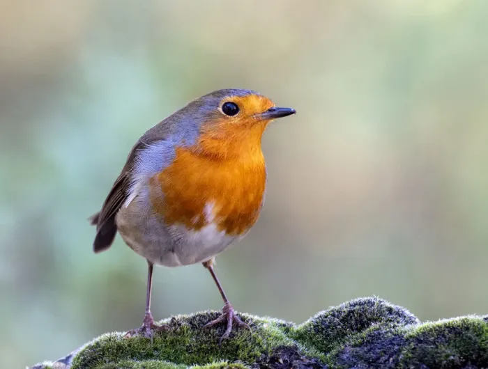 Framed Print : Close-Up Of Robin (Erithacus rubecula), bird perched on a stone in nature Framed Print : Close-Up Of Robin (Erithacus rubecula), bird perched on a stone in nature