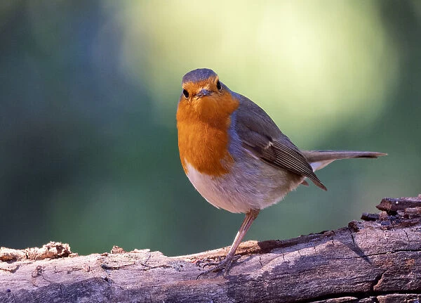 Close-Up Of Robin (Erithacus rubecula), standing on the trunk of a tree in the nature