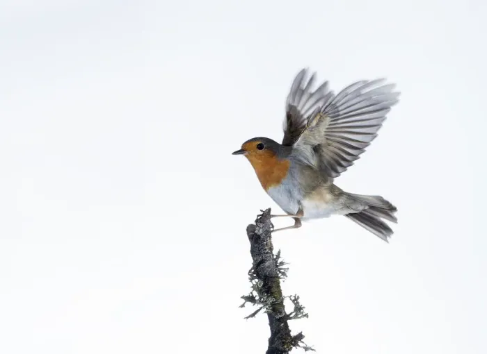 Framed Print : Close-Up Of Robin (Erithacus rubecula), in flight on a white background Framed Print : Close-Up Of Robin (Erithacus rubecula), in flight on a white background