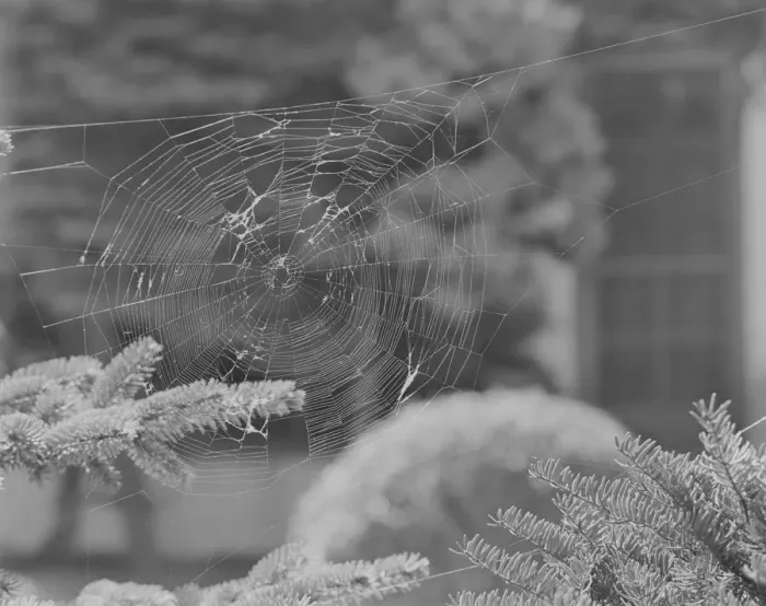 Framed Print : Close-up of spider web on fir tree Framed Print : Close-up of spider web on fir tree