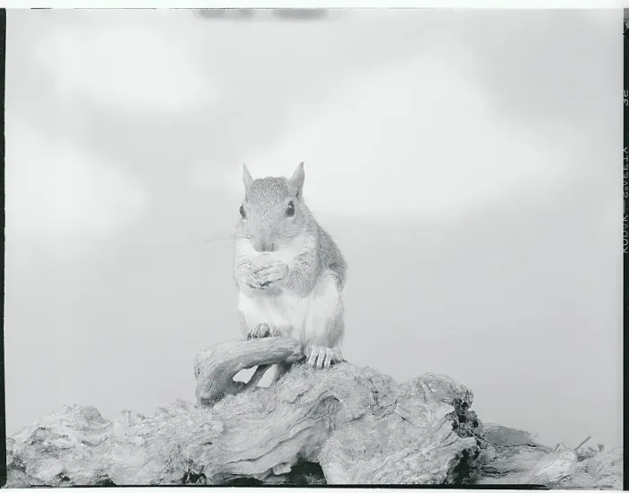 Framed Print : Close-up of Squirrel Framed Print : Close-up of Squirrel