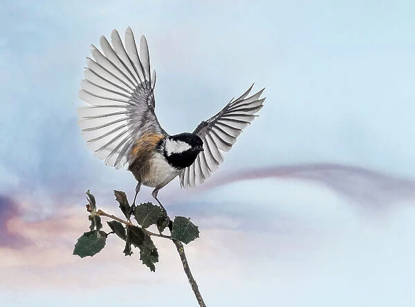 Close-Up Of Tannenmeise (Periparus ater) Coal Tit, with outstretched wings emerging from a branch