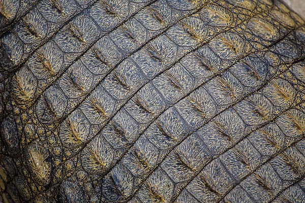 Close-up texture of a the shin on a Nile Crocodiles back, Western Cape Province, South Africa