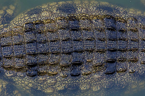 Close-up texture of a the shin on a Nile Crocodiles back, Western Cape Province, South Africa