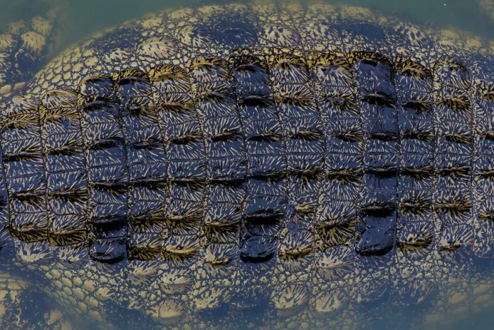 Framed Print : Close-up texture of a the shin on a Nile Crocodiles back, Western Cape Province, South Africa Framed Print : Close-up texture of a the shin on a Nile Crocodiles back, Western Cape Province, South Africa