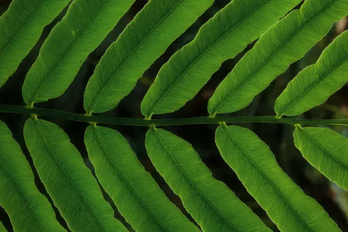 Framed Print : Close-up view of tropical fern leaf Framed Print : Close-up view of tropical fern leaf