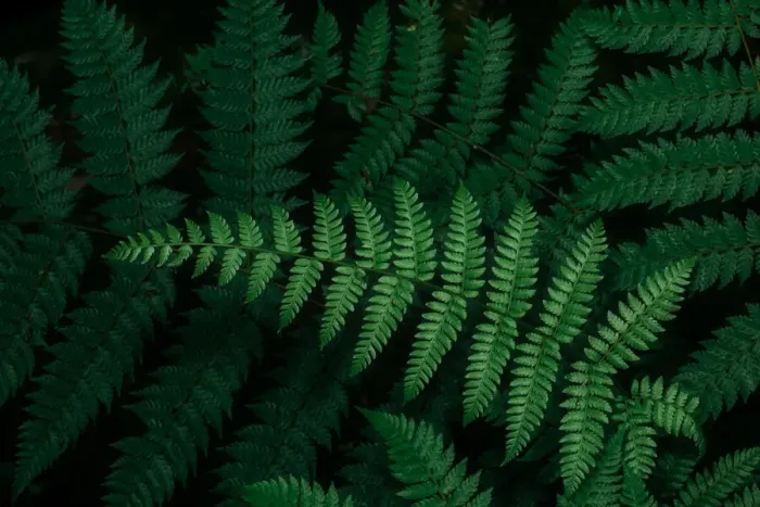 Framed Print : Close-up view of tropical fern leaf Framed Print : Close-up view of tropical fern leaf
