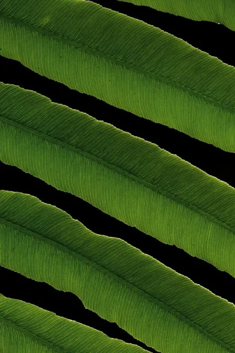 Framed Print : Close-up view of tropical fern leaf Framed Print : Close-up view of tropical fern leaf