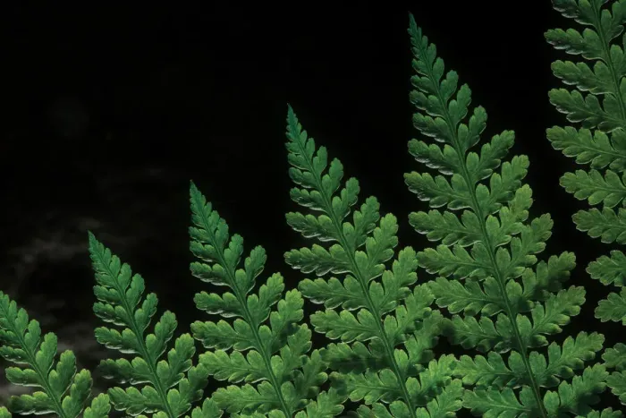 Framed Print : Close-up view of tropical fern leaf Framed Print : Close-up view of tropical fern leaf