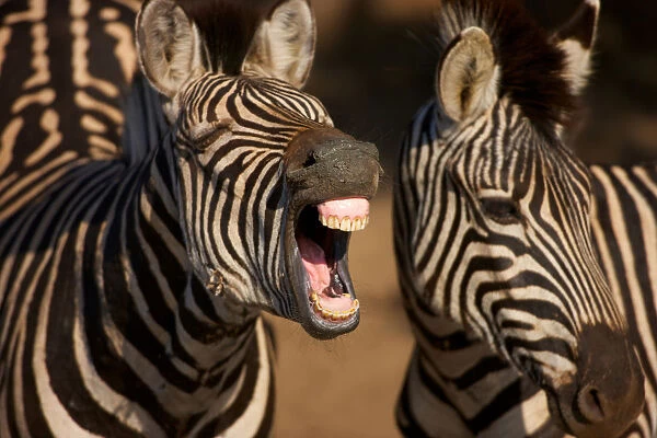 A close-up of a Zebra showing its teeth, Isimangaliso, Kwazulu-Natal, South Africa