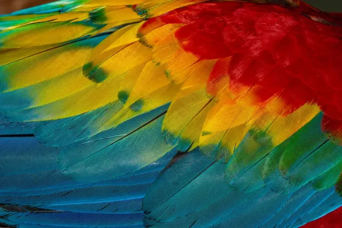 Framed Print : Close Up of Vibrant Coloured Feathers of Green Winged Macaw Framed Print : Close Up of Vibrant Coloured Feathers of Green Winged Macaw