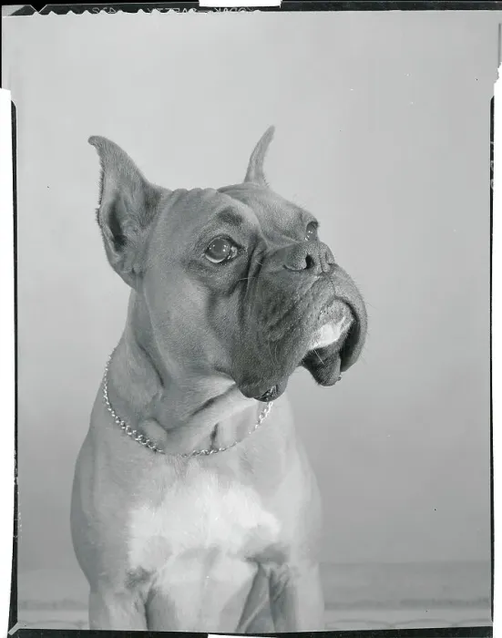 Framed Print : Close View of a Boxer Framed Print : Close View of a Boxer
