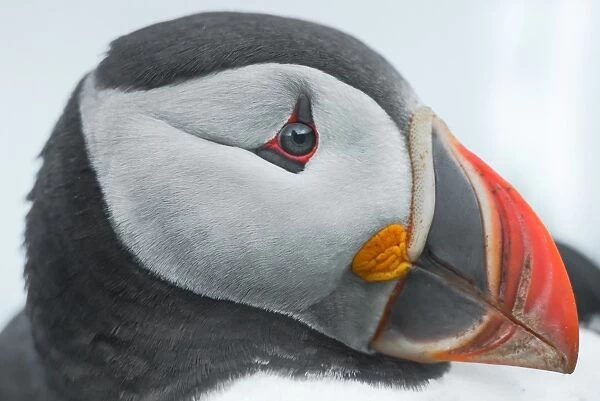 Close up view of a puffin face