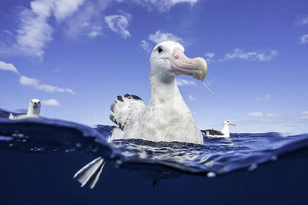 Close up of a wandering albatross floating on the waters surface, North Island