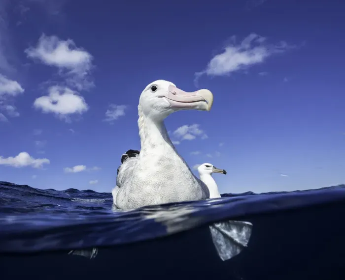 Framed Print : Close up of a wandering albatross floating on the waters surface, North Island, New Zealand Framed Print : Close up of a wandering albatross floating on the waters surface, North Island, New Zealand