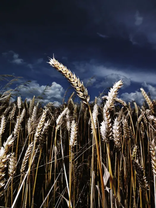 Framed Print : Close up of wheat Framed Print : Close up of wheat