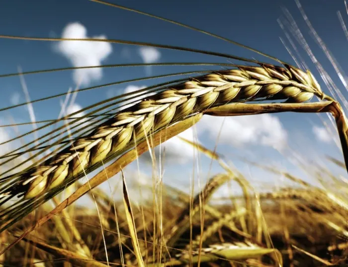 Framed Print : close up of wheat Framed Print : close up of wheat