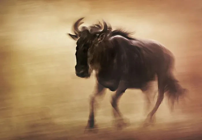 Framed Print : Close up Wildebeest Panned Motion Blur in Masai Mara, Kenya Framed Print : Close up Wildebeest Panned Motion Blur in Masai Mara, Kenya