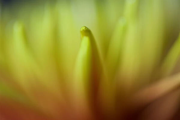 Close up of Yellow and Orange Chrysanthemum Flower