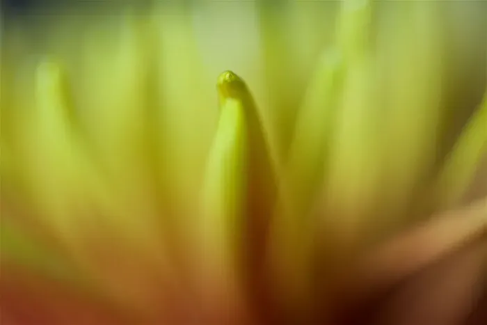 Framed Print : Close up of Yellow and Orange Chrysanthemum Flower Framed Print : Close up of Yellow and Orange Chrysanthemum Flower