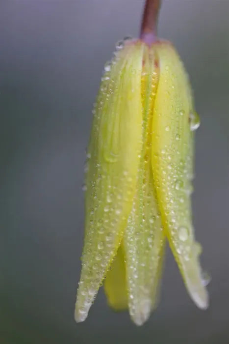 Framed Print : Close up of Yellow Spring Flower with Rain Droplets Framed Print : Close up of Yellow Spring Flower with Rain Droplets