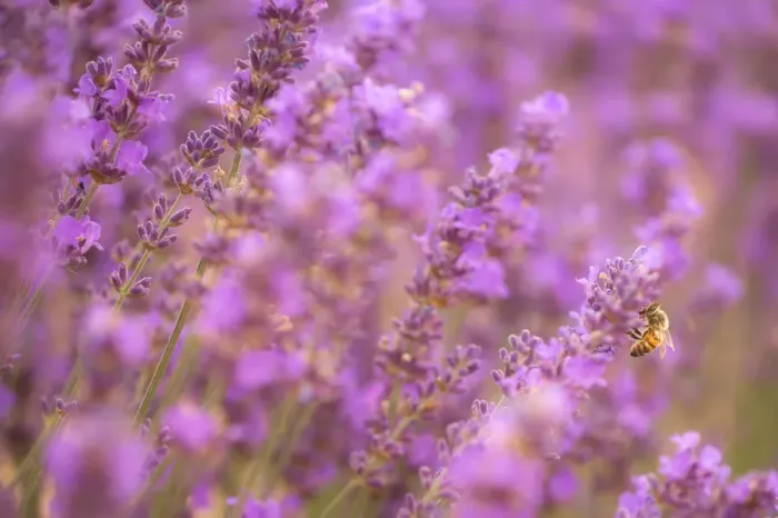 Framed Print : Closed Up bee and Lavenders Framed Print : Closed Up bee and Lavenders