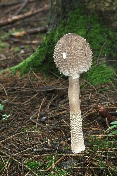 Closed Parasol Mushroom (Macrolepiota procera), Allgaeu, Bavaria, Germany, Europe