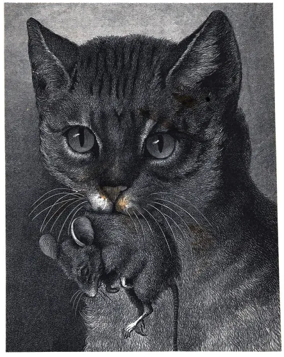 Framed Print : Closeup Of Cat Holding Dead Mouse Framed Print : Closeup Of Cat Holding Dead Mouse