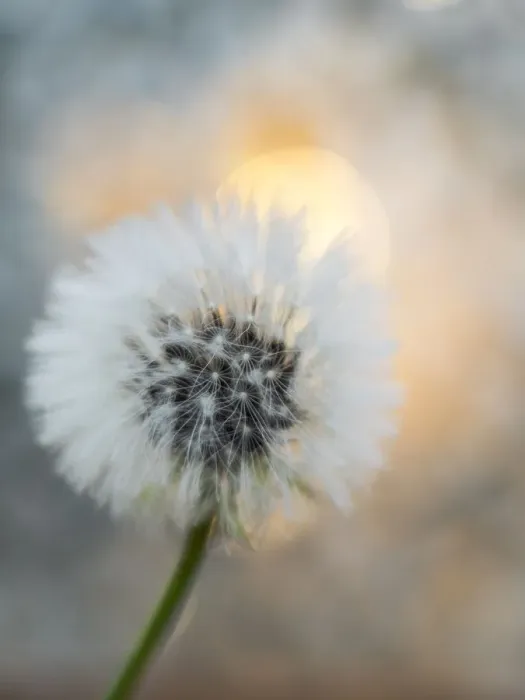 Framed Print : Closeup of a dandelion wild