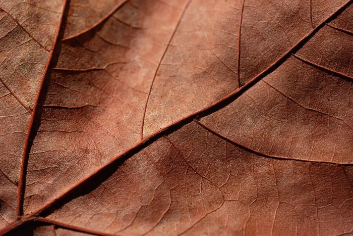 Framed Print : Closeup of a dried Maple leaf Framed Print : Closeup of a dried Maple leaf