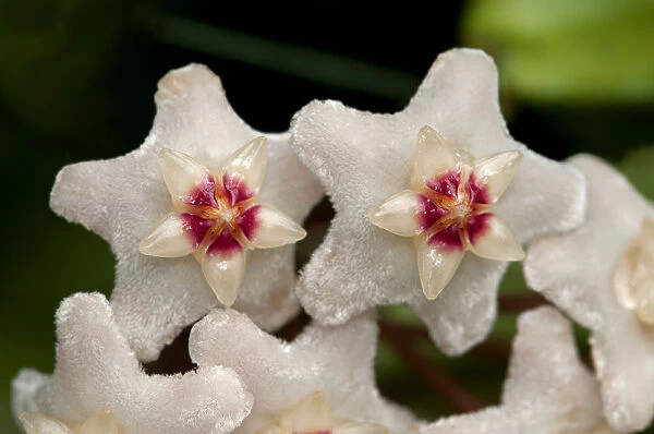 Closeup of a flower umbel of a Wax Plant -Hoya carnosa-