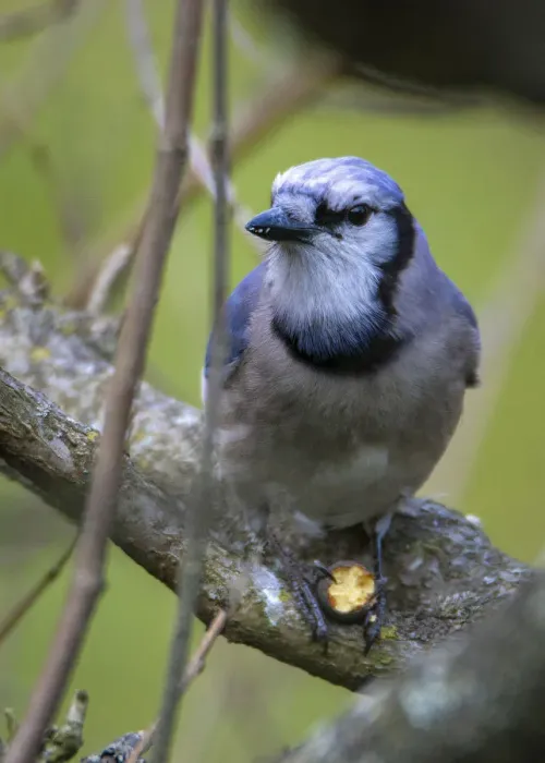 Framed Print : Closeup photo of Blue Jay bird Framed Print : Closeup photo of Blue Jay bird